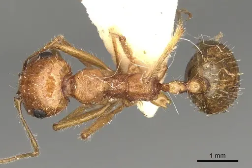 Messor lamellicornis specimen