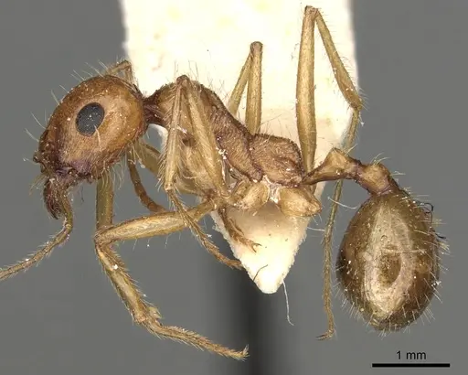 Messor lamellicornis specimen