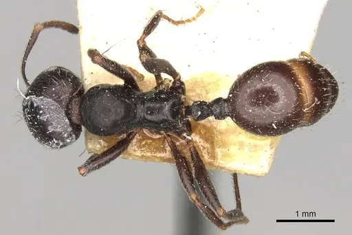 Messor lobicornis specimen