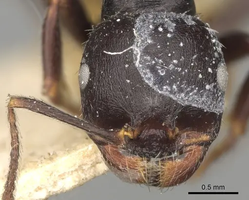 Messor lobicornis specimen