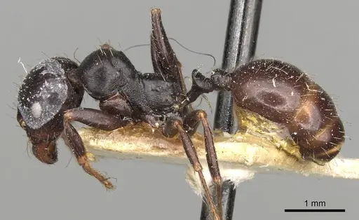 Messor lobicornis specimen
