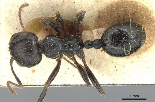 Messor lobicornis - CASENT0904138