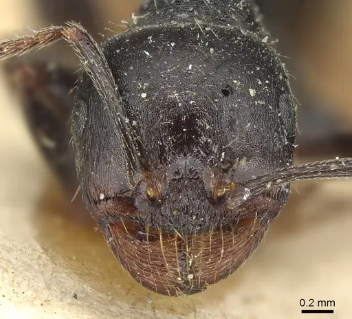 Messor lobicornis - CASENT0904138