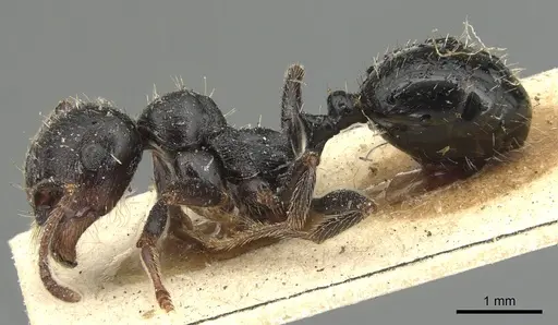 Messor lobicornis - CASENT0904138