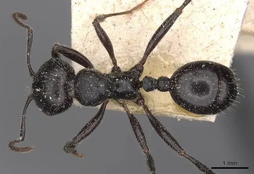 Messor lobicornis - CASENT0907750