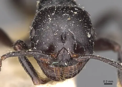 Messor lobicornis - CASENT0907750