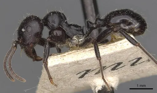 Messor lobicornis - CASENT0907750