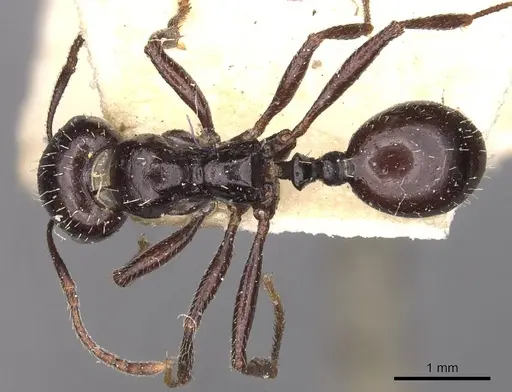 Messor lobicornis - CASENT0907751