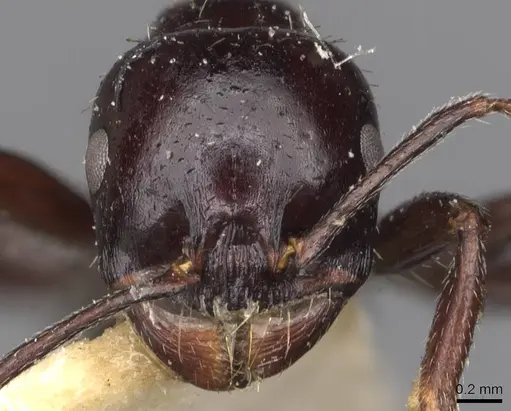 Messor lobicornis - CASENT0907751