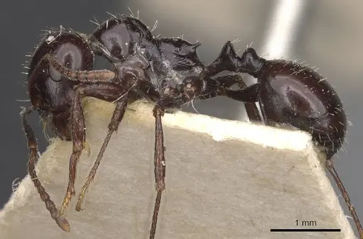 Messor lobicornis - CASENT0907751