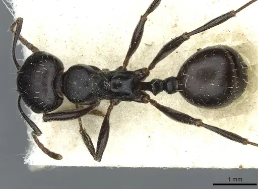 Messor lobicornis - CASENT0913189