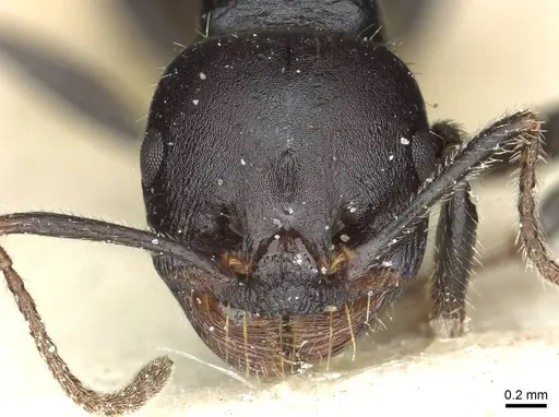 Messor lobicornis - CASENT0913189