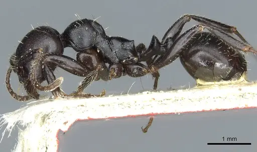 Messor lobicornis - CASENT0913189