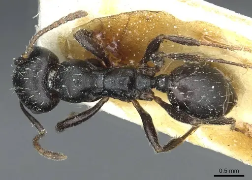 Messor lobicornis - CASENT0913190