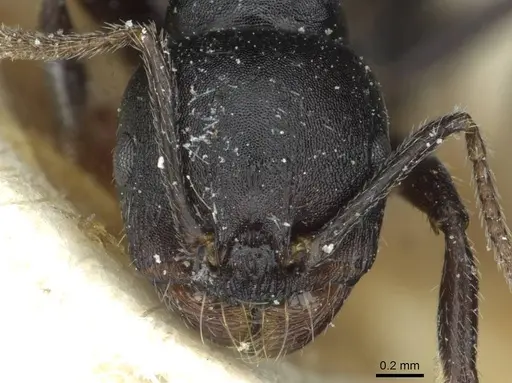 Messor lobicornis - CASENT0913190