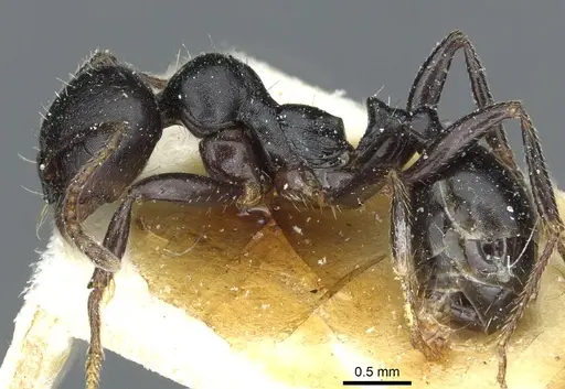 Messor lobicornis - CASENT0913190