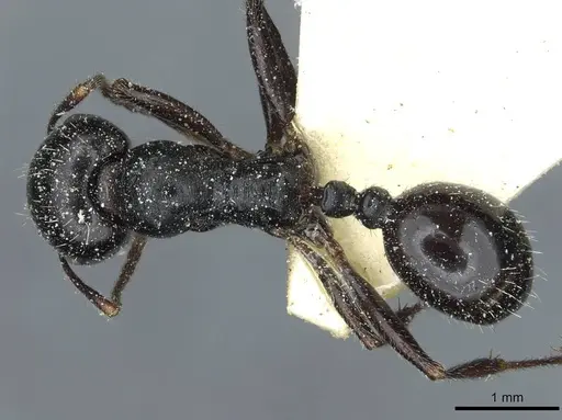 Messor lobicornis - CASENT0913191