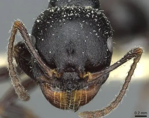 Messor lobicornis - CASENT0913191