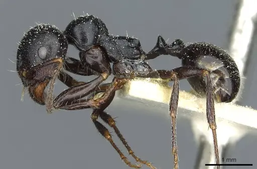 Messor lobicornis - CASENT0913191