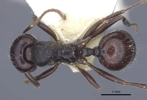 Messor lobicornis - CASENT0916924