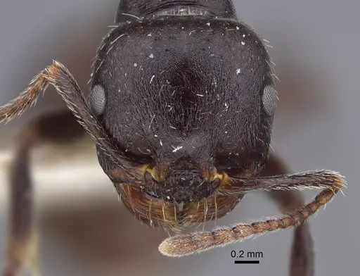 Messor lobicornis - CASENT0916924