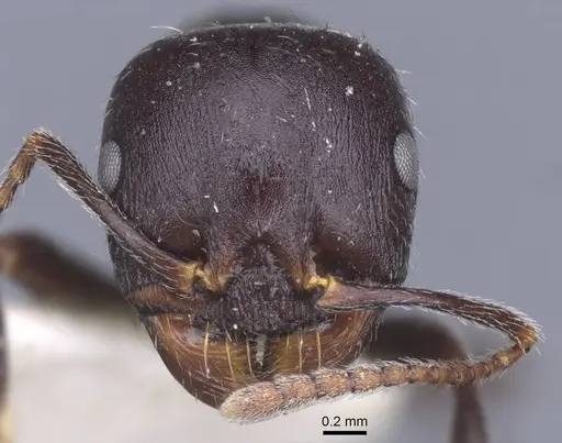 Messor lobicornis - CASENT0916924