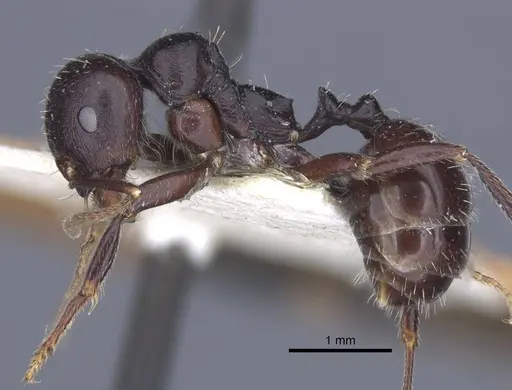 Messor lobicornis - CASENT0916924