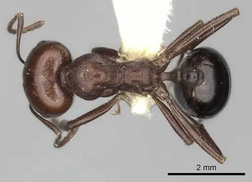 Messor luebberti specimen