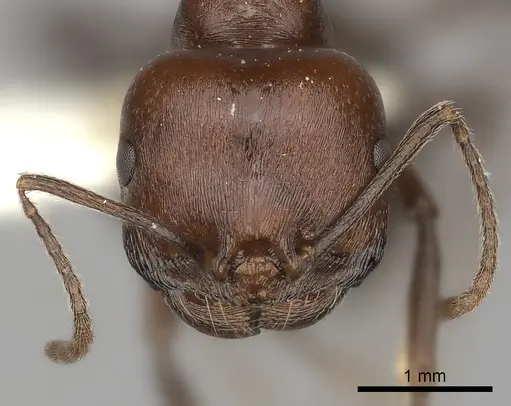 Messor luebberti specimen