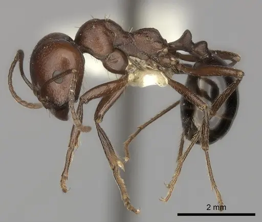 Messor luebberti specimen