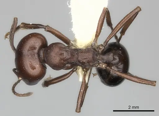 Messor luebberti - CASENT0217875