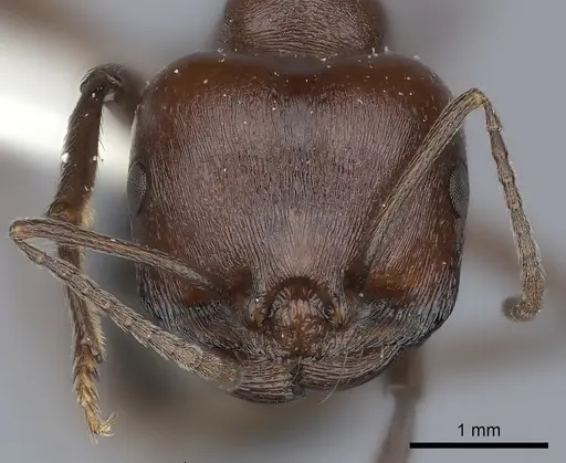 Messor luebberti - CASENT0217875