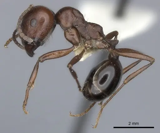 Messor luebberti - CASENT0217875