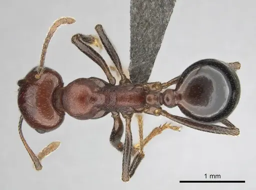 Messor luebberti - CASENT0252422