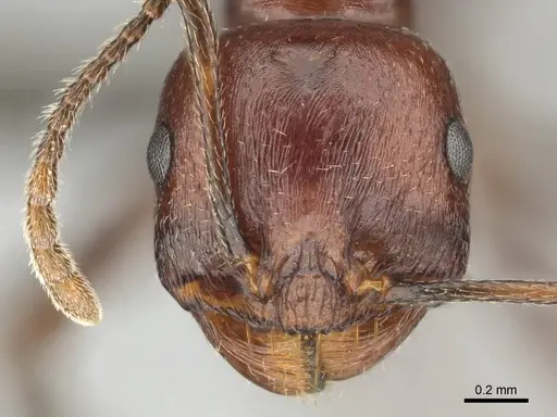 Messor luebberti - CASENT0252422