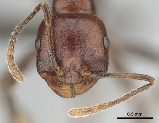 Messor luebberti - CASENT0252422