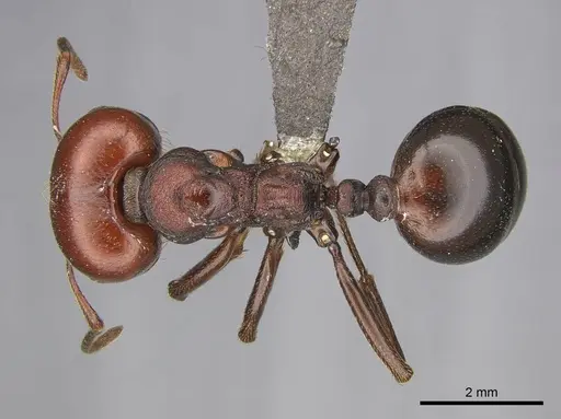 Messor luebberti - CASENT0252440