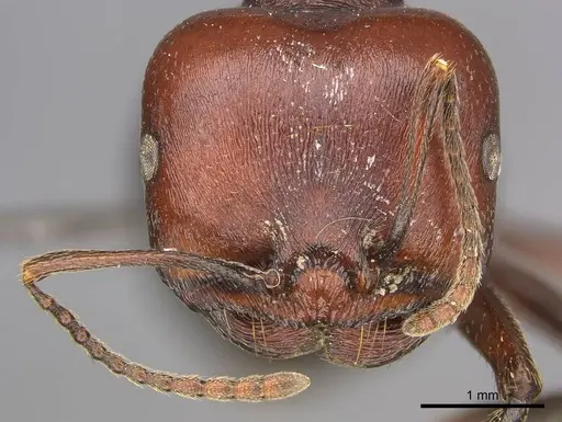 Messor luebberti - CASENT0252440