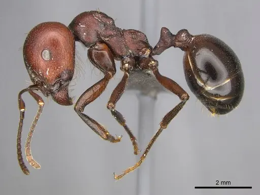 Messor luebberti - CASENT0252440