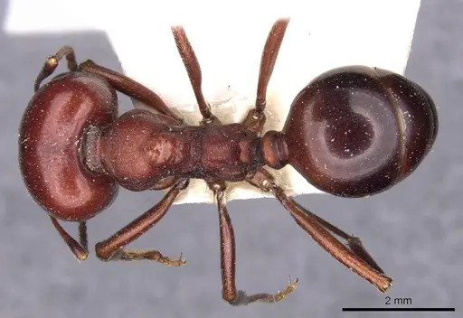 Messor luebberti - CASENT0907721