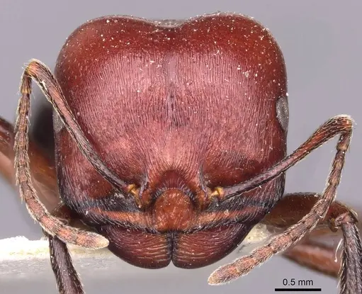 Messor luebberti - CASENT0907721