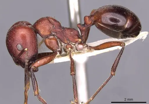 Messor luebberti - CASENT0907721