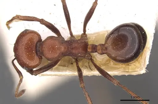 Messor luebberti - CASENT0907722