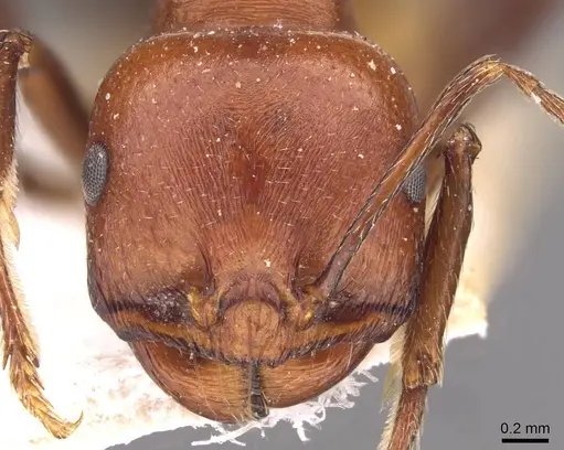 Messor luebberti - CASENT0907722