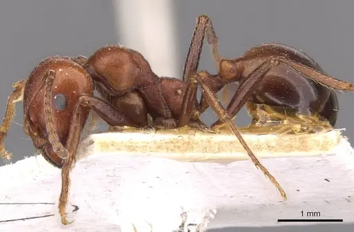 Messor luebberti - CASENT0907722