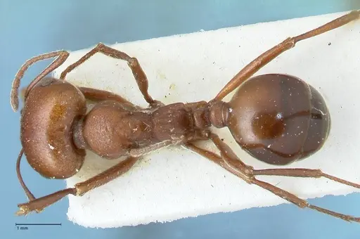 Messor luebberti - FOCOL1261