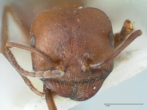 Messor luebberti - FOCOL1261