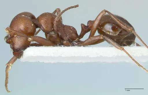 Messor luebberti - FOCOL1261