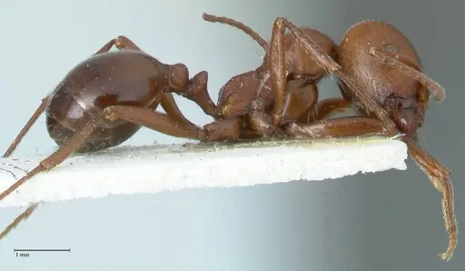 Messor luebberti - FOCOL1261