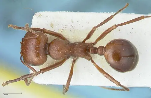 Messor luebberti - FOCOL1262